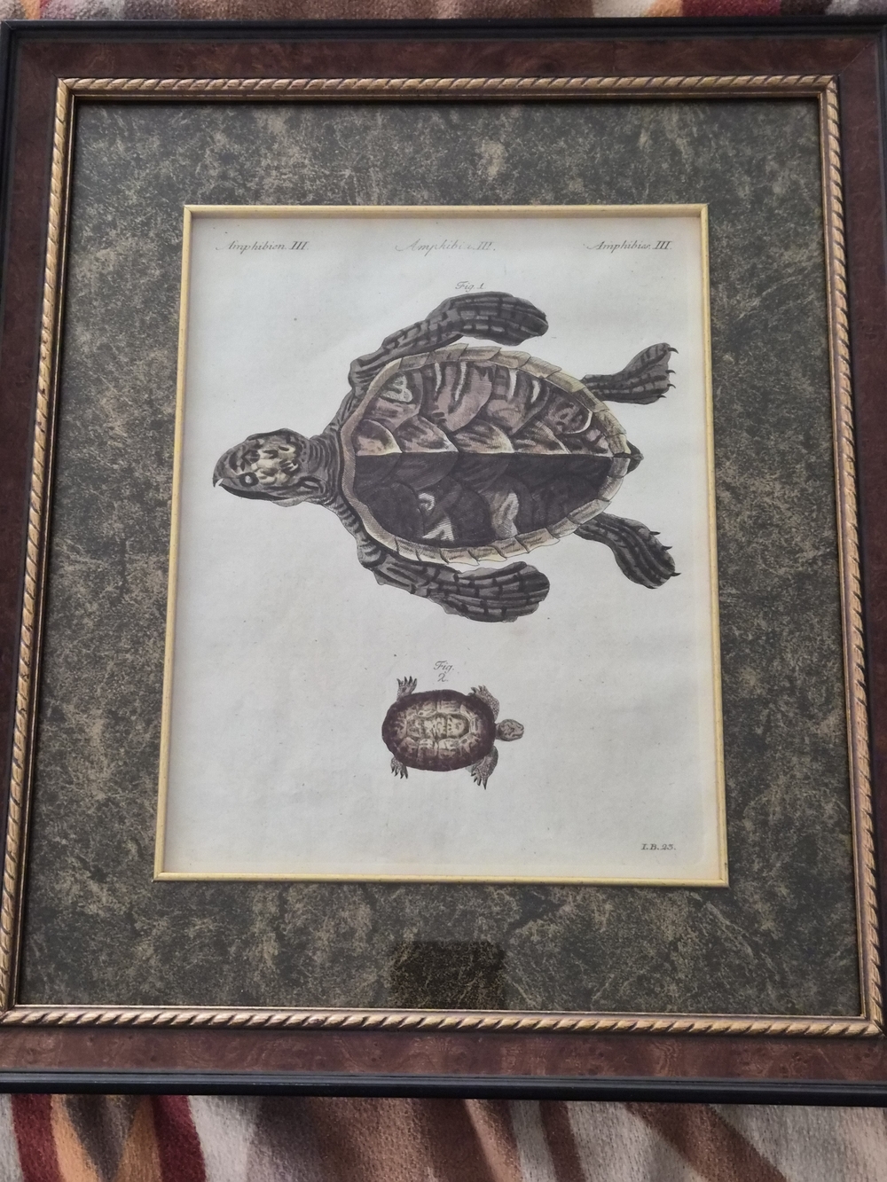 Antique 1790s Bertuch Hand-Colored Engraving Print Turtle Amphibien III Framed